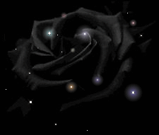 la rose noire